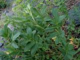 Potentilla acervata. Вегетирующее растение. Хабаровский край, Комсомольский р-н, с. Верхняя Эконь, берег р. Амур, на сопке. 07.07.2026.