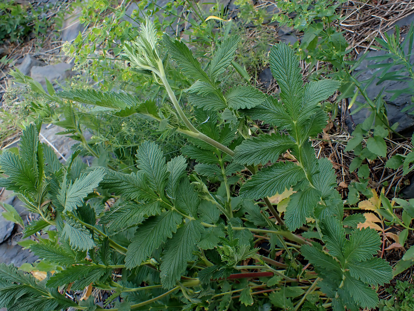 Image of Potentilla acervata specimen.