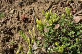Scutellaria orientalis
