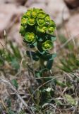 Euphorbia agraria