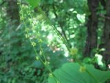 Dioscorea caucasica. Соцветия. Украина, Киев, Национальный ботанический сад, ботанико-географический участок кавказской флоры. 26.05.2010.