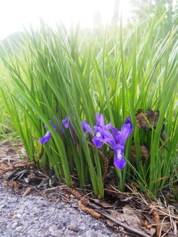 Изображение особи Iris ruthenica.