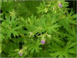 Geranium pusillum. Верхушки побегов с цветками. Чувашия, г. Шумерля. 6 июня 2011 г.