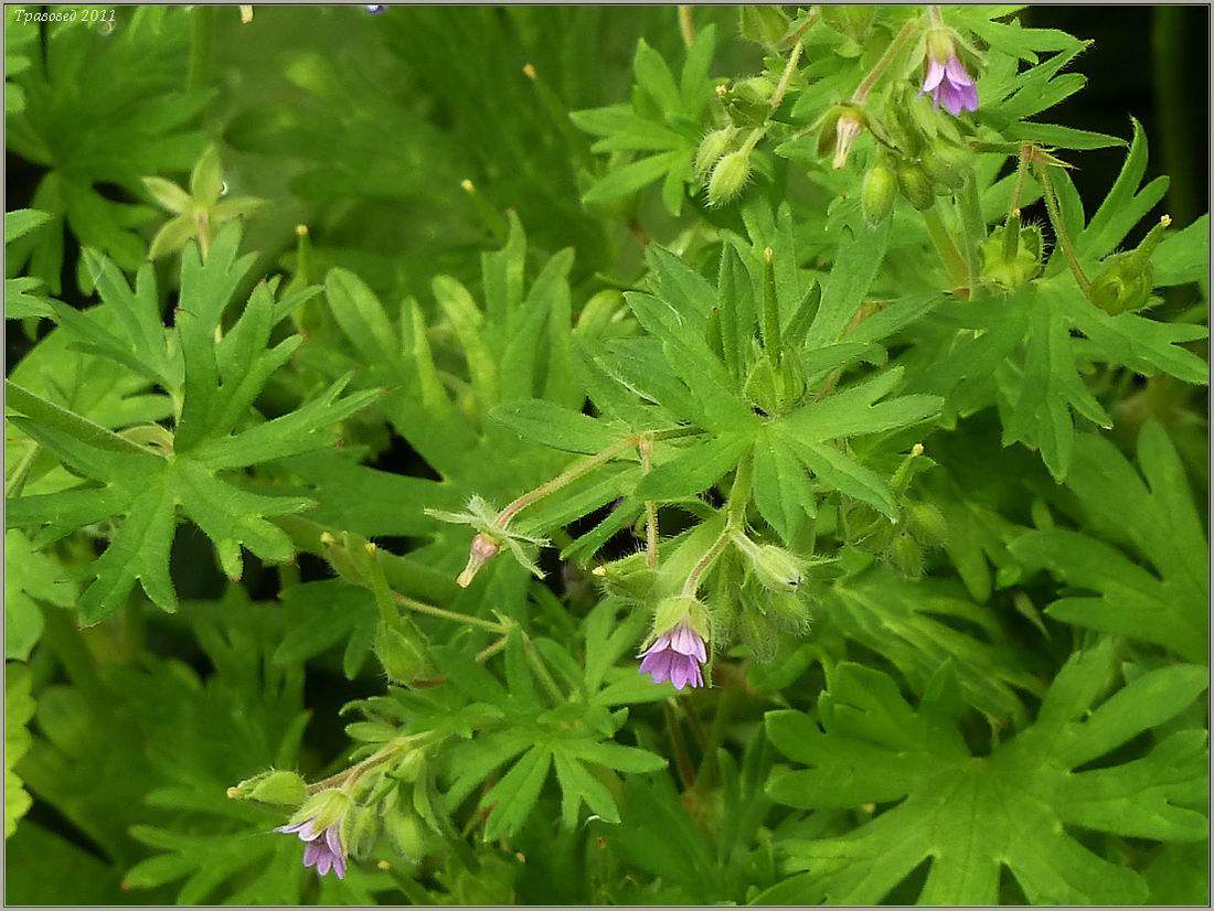 Изображение особи Geranium pusillum.