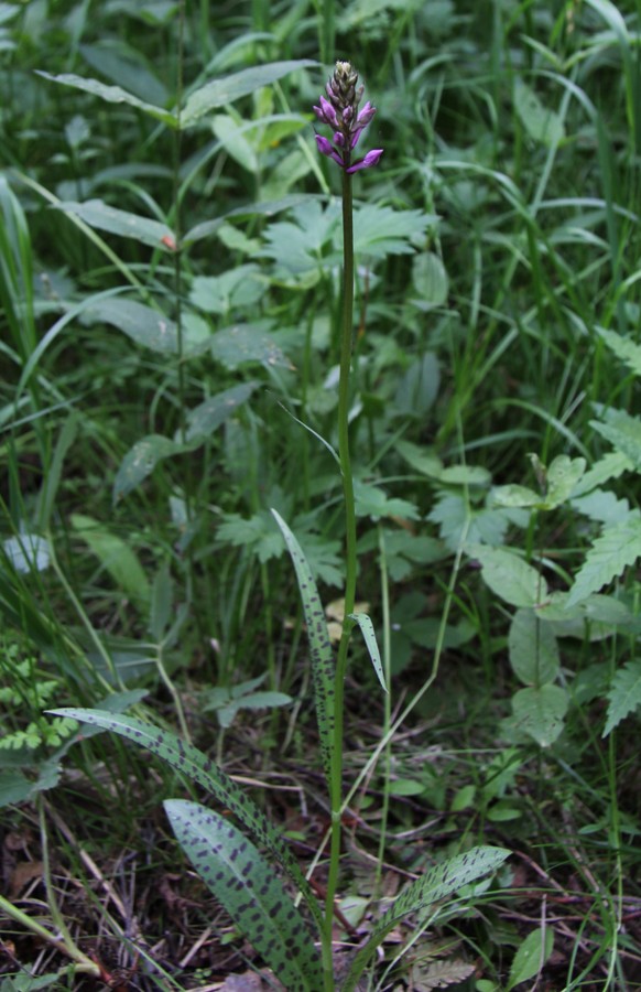 Image of Dactylorhiza fuchsii specimen.