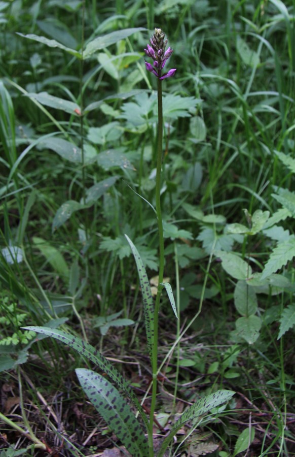 Изображение особи Dactylorhiza fuchsii.