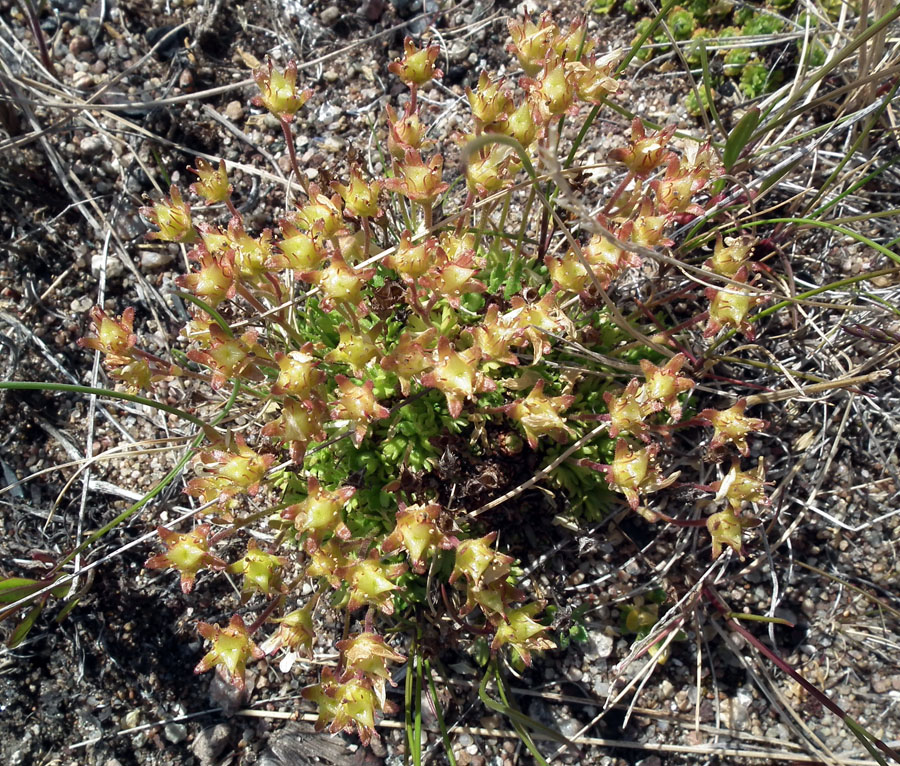 Image of Saxifraga cespitosa specimen.