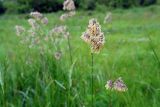 Dactylis glomerata. Соцветие. Московская область, Раменский район, окрестности дер. Хрипань, луг. 18.06.2006.