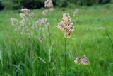 Dactylis glomerata