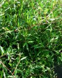 Aconogonon divaricatum. Побеги. Москва, ГБС РАН, в культуре. 01.07.2011.
