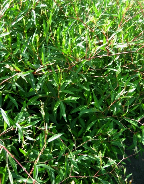 Image of Aconogonon divaricatum specimen.