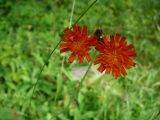 Pilosella aurantiaca