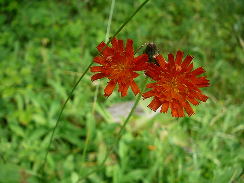 Image of Pilosella aurantiaca specimen.