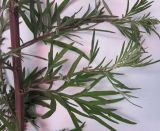 Artemisia vulgaris. Часть побега. Новосибирская обл., Карасукский р-н, с. Благодатное, обочина дороги. 30.06.2011.