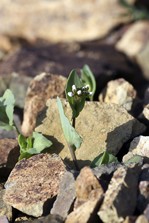 Image of genus Thlaspi specimen.