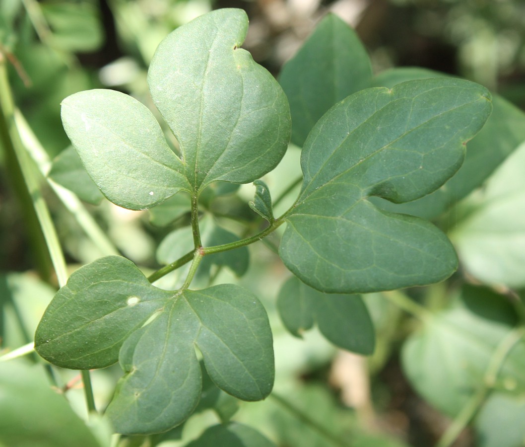 Image of Clematis flammula specimen.