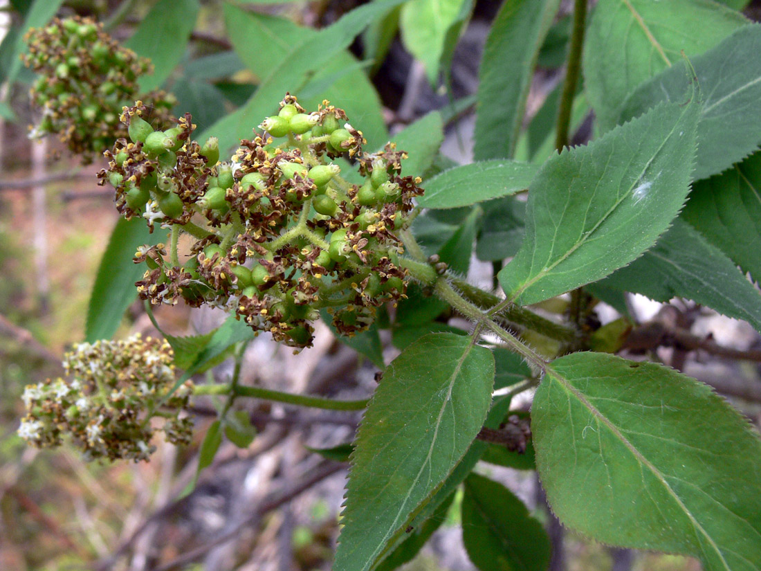 Image of Sambucus sibirica specimen.