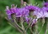 Vernonia profuga