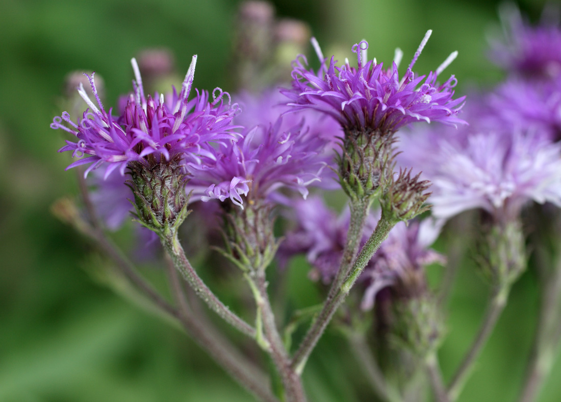 Изображение особи Vernonia profuga.