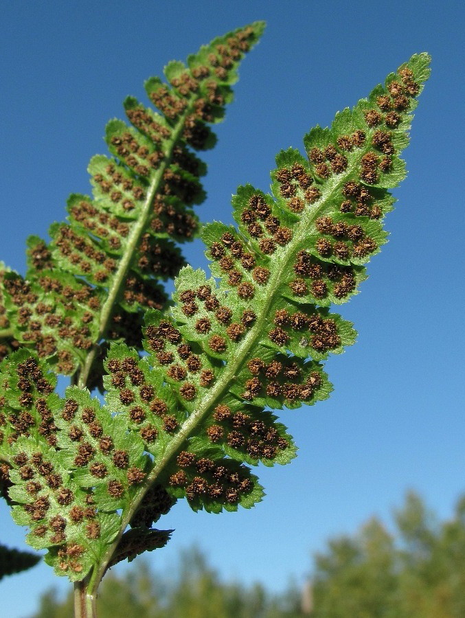 Image of Dryopteris cristata specimen.