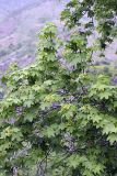 Acer turkestanicum. Часть кроны. Таджикистан, Гиссарский хр., ущелье Сингисафат. 29.04.2011.