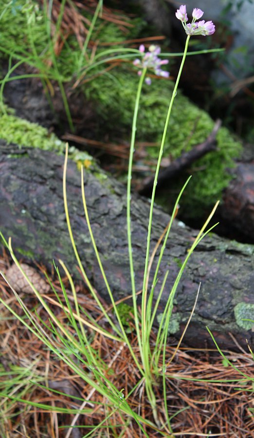 Image of Allium rubens specimen.