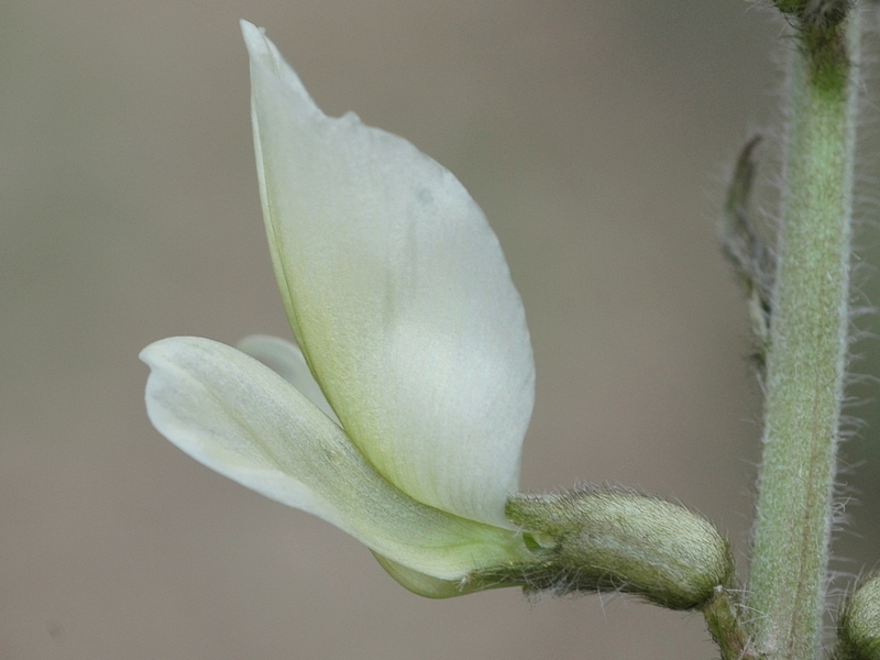 Image of Oxytropis ochroleuca specimen.