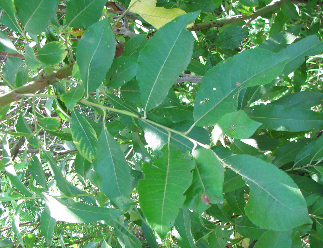 Image of Salix latifolia specimen.