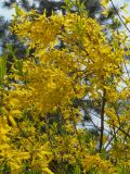 genus Forsythia