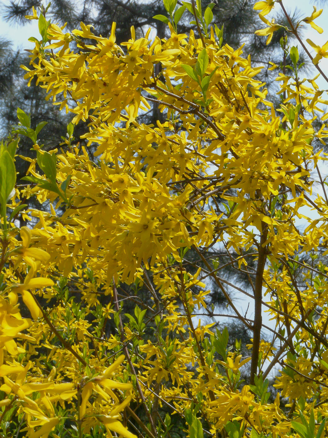 Изображение особи род Forsythia.