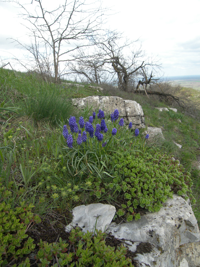 Image of Muscari armeniacum specimen.