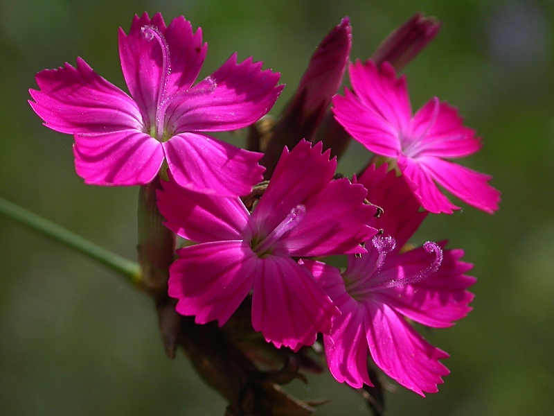 Image of Dianthus borbasii specimen.