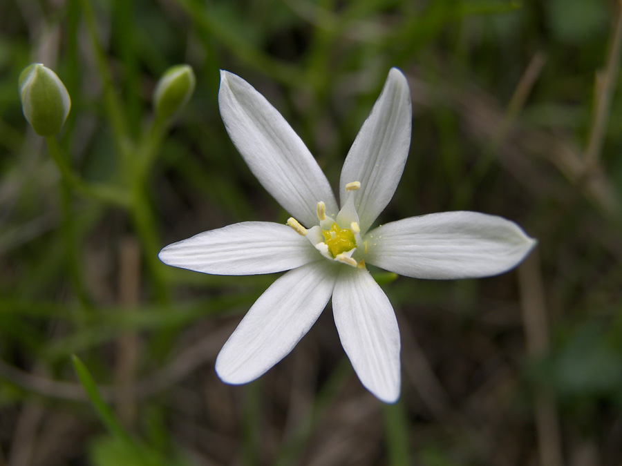 Изображение особи Ornithogalum woronowii.