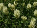 Trifolium canescens