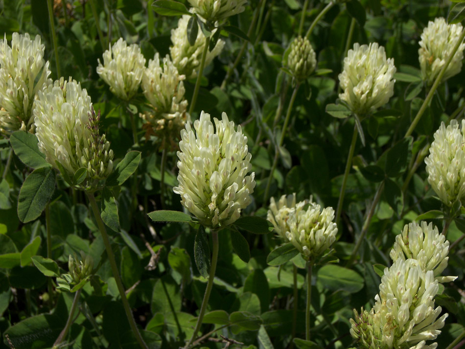 Изображение особи Trifolium canescens.