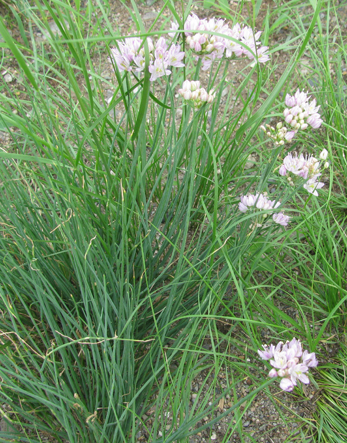 Изображение особи Allium polyrhizum.