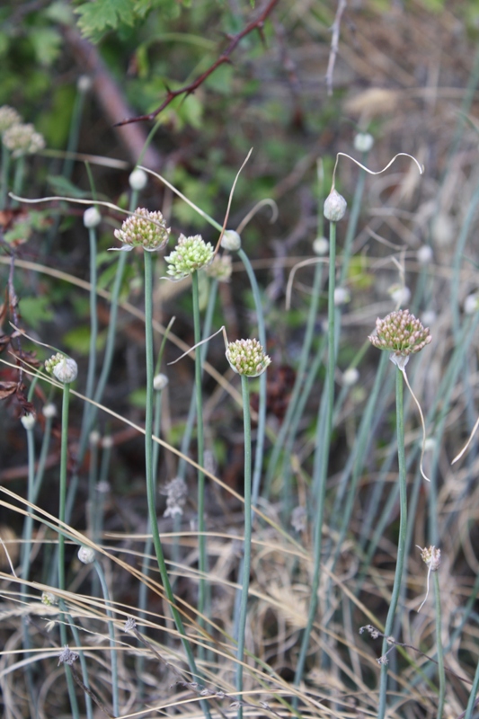 Image of Allium psebaicum specimen.