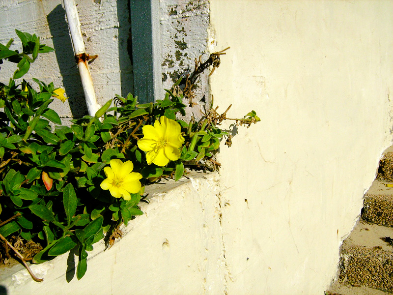 Изображение особи Oenothera drummondii.