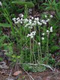 Antennaria dioica