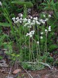 Antennaria dioica. Цветущее растение. Хабаровский кр., хр. Баджал, левый борт долины в низовьях р. Герби, обочина лесовозной дороги. 09.07.2008.