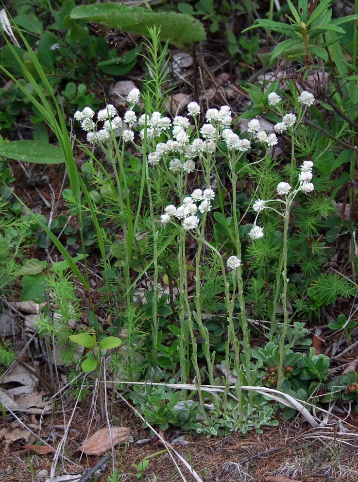 Изображение особи Antennaria dioica.