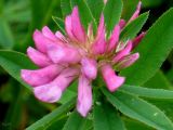 Trifolium lupinaster