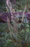 Calamagrostis arundinacea. Соцветия. Курская обл., Железногорский р-н, ур. Кармановская дача. 24 июля 2007 г.