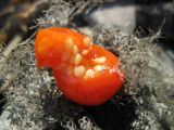 Alkekengi officinarum. Вскрытый зрелый плод с семенами. Крым, окр. Ялты, в горах. 25 марта 2012 г.