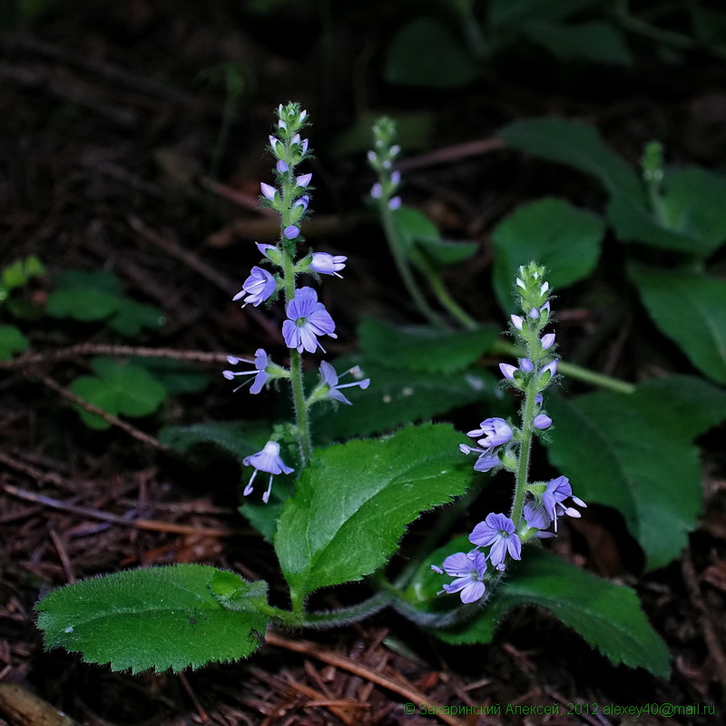 Image of Veronica officinalis specimen.