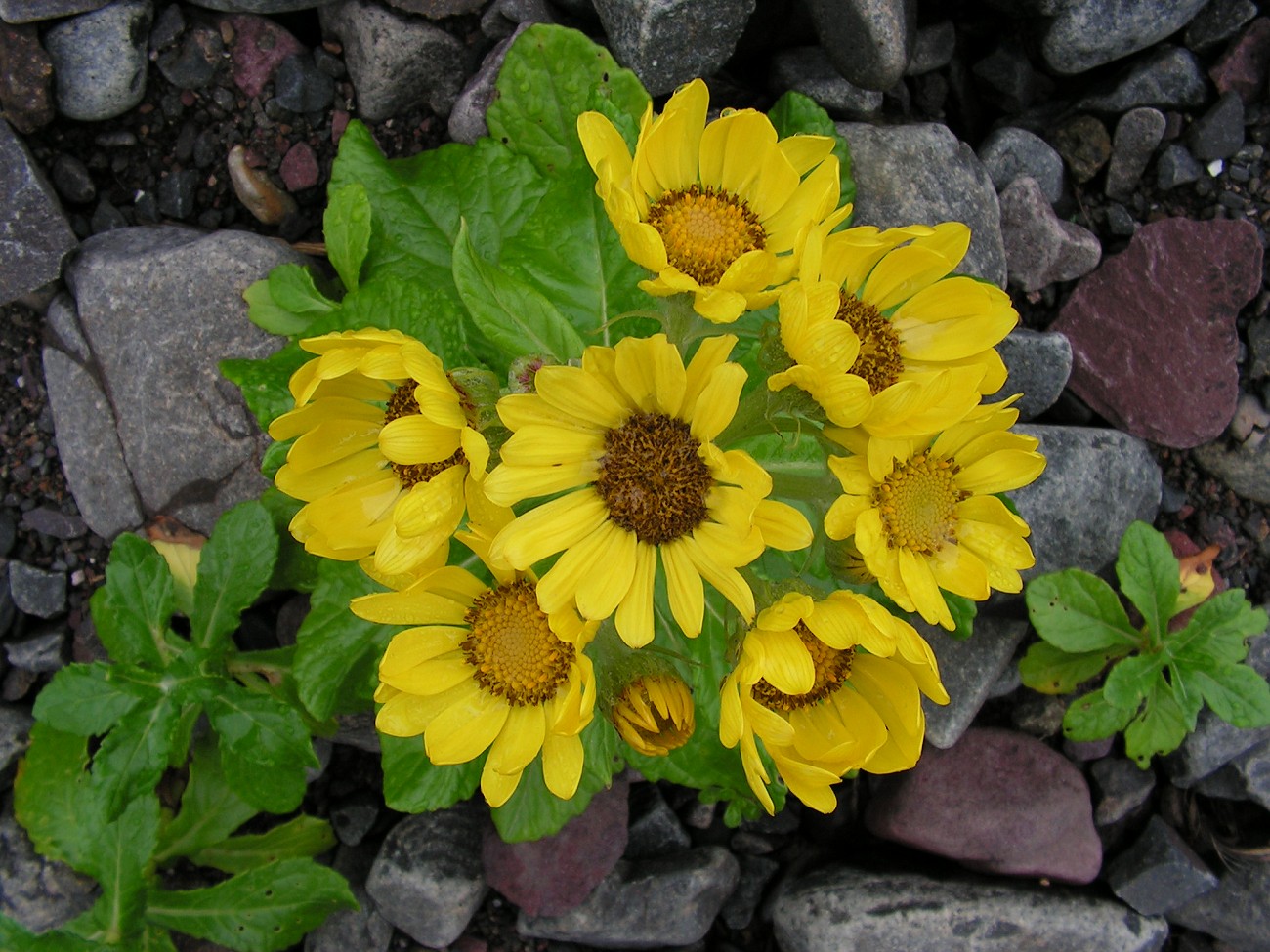 Image of Senecio pseudoarnica specimen.