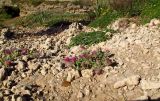 Trifolium blancheanum. Цветущие растения в зоне забрызга. Израиль, Шарон, г. Герцлия, высокий берег Средиземного моря. 23.04.2012.