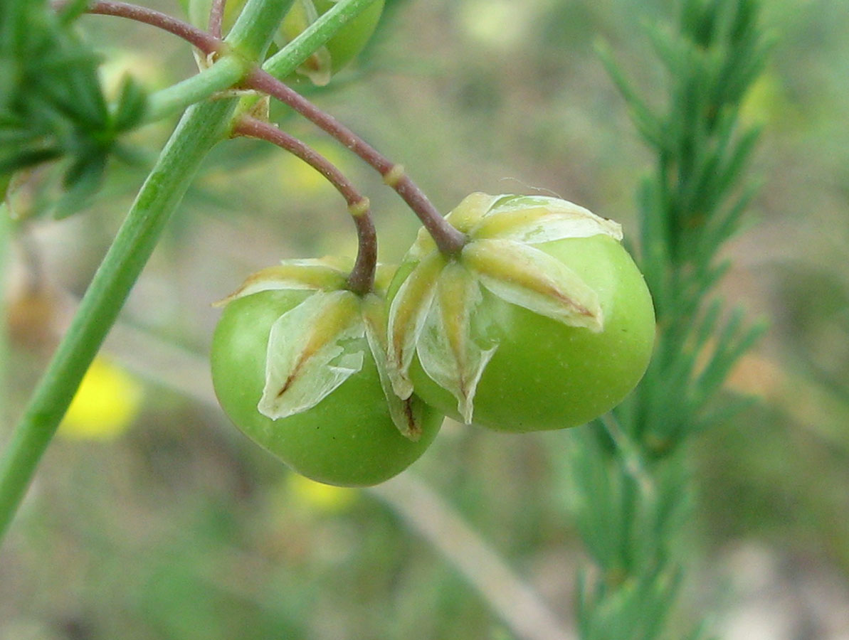 Image of Asparagus officinalis specimen.