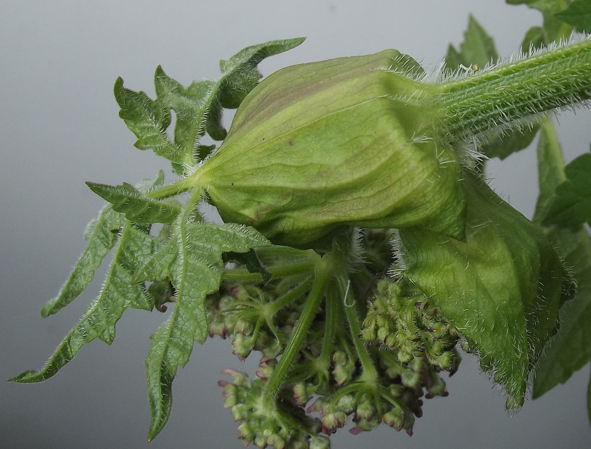 Image of Heracleum sphondylium specimen.