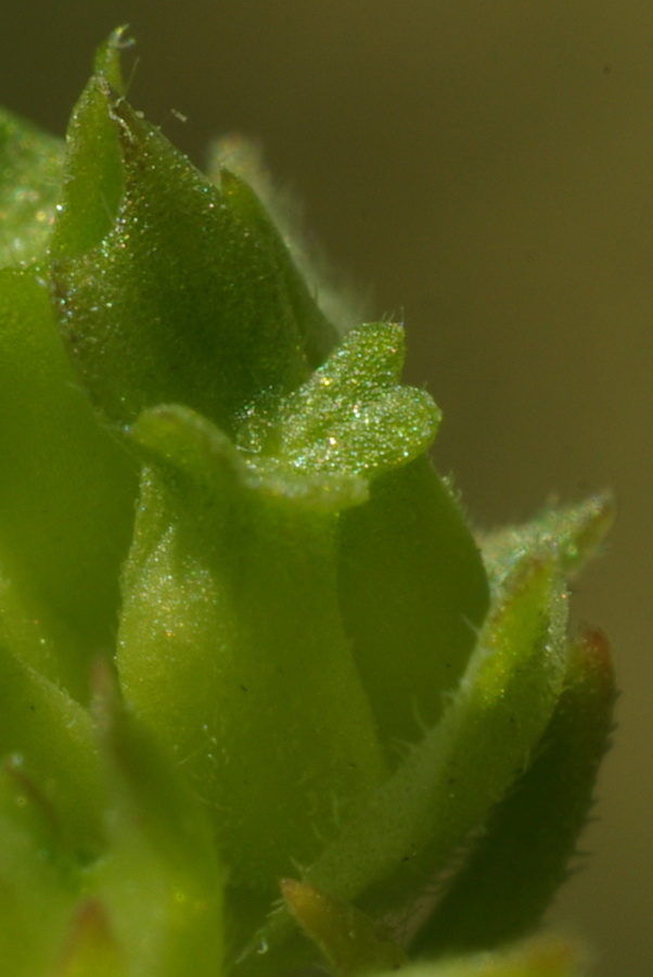 Изображение особи Valerianella brachystephana.